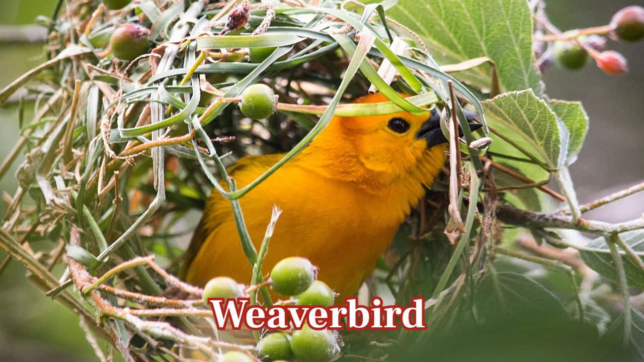 Weaverbird: The birds craft their nests with intricate twigs and grasses, creating robust and elaborate homes in trees. (Image: Canva)