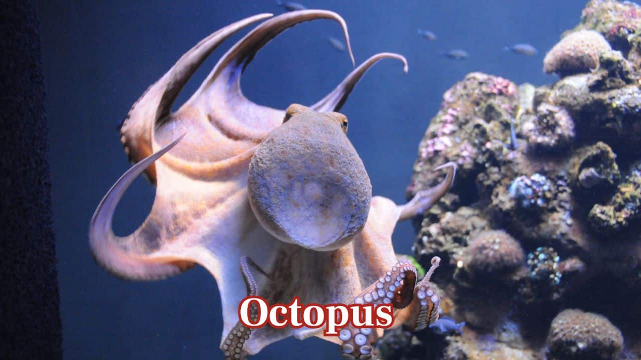 Octopus: Octopuses employ shells, rocks, and sand to construct shelters and camouflage designs, demonstrating intelligence and artistic problem-solving in their underwater environments. (Image: Canva)