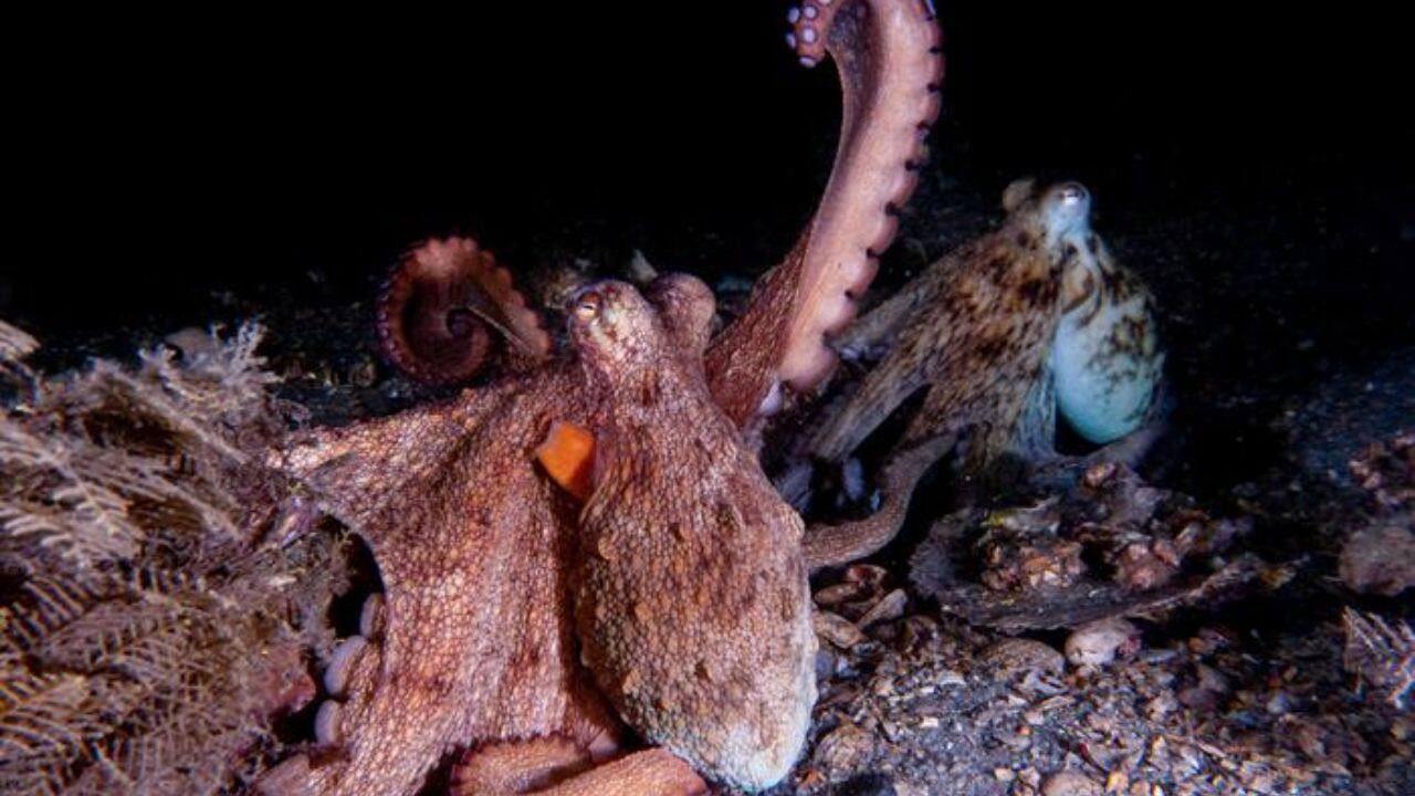 Wild octopus shows 4,000 incredible arm skills, could guide life-saving robots – Watch video here