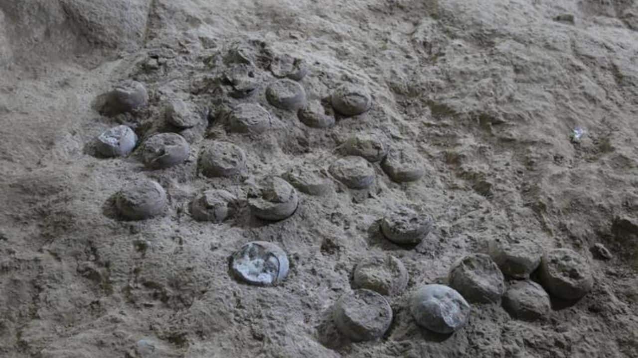 Newly dated 85-million-year-old dinosaur eggs in China reveal cretaceous climate secrets