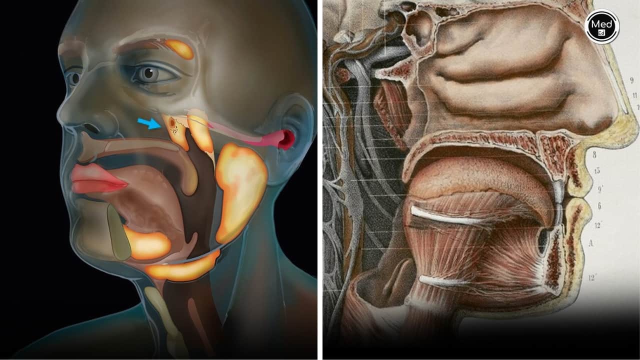 Scientists discover a new organ after 300 years; say could change cancer treatments