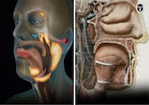 Scientists discover a new organ after 300 years; say could change cancer treatments