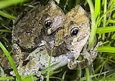 Female treefrogs struggle to choose mate amid crowded calls, says new study