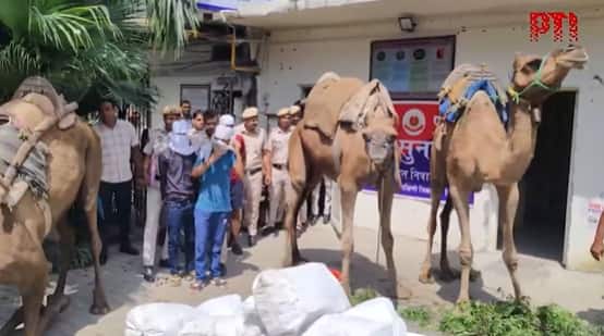 Booze on camelback: Delhi Police crackdown on gang smuggling liquor into capital through forest routes