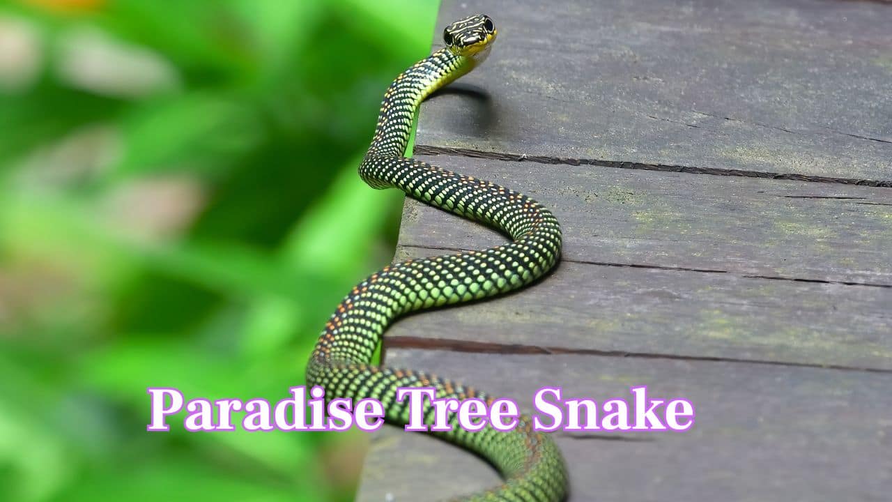 Paradise Tree Snake: Also known as Paradise flying snake, it dazzles with green, yellow, red, and black scales. This snake can leap and glide between trees, turning Southeast Asian forests into its colorful aerial stage. (Image: Canva) Paradise Tree Snake: Also known as Paradise flying snake, it dazzles with green, yellow, red, and black scales. This snake can leap and glide between trees, turning Southeast Asian forests into its colorful aerial stage. (Image: Canva)