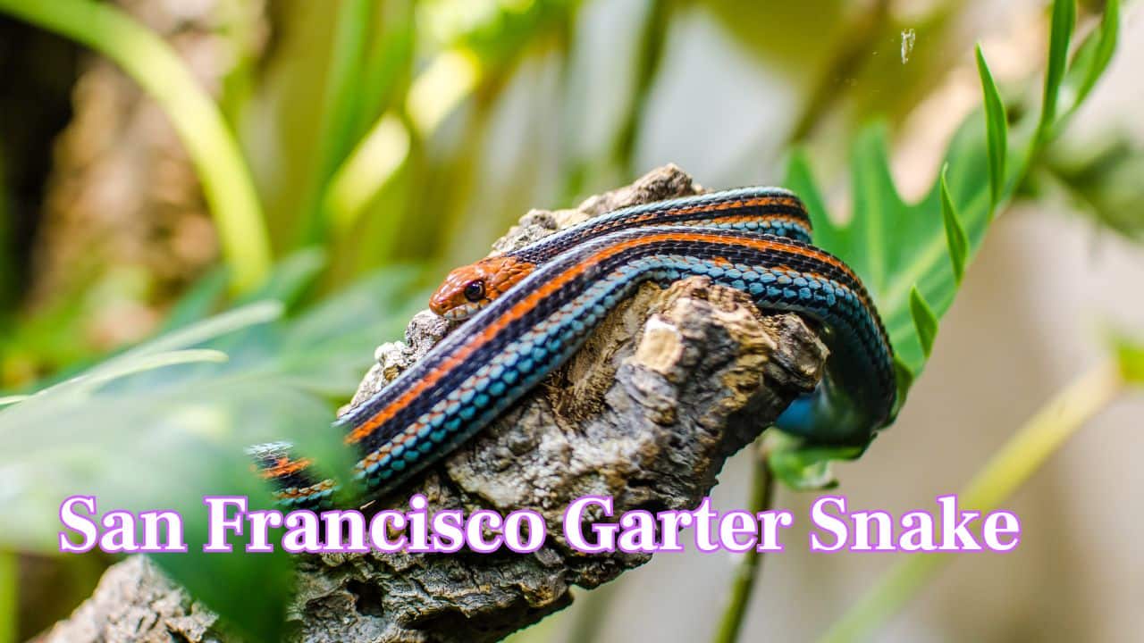 San Francisco Garter Snake: This snake is known as “the most beautiful snake in North America". Its body is decorated with turquoise blue-green sides, bold red-orange stripes, and black accents, which makes it look almost painted. This critically endangered species lives near ponds and wetlands around the San Francisco. (Image: Canva) San Francisco Garter Snake: This snake is known as “the most beautiful snake in North America". Its body is decorated with turquoise blue-green sides, bold red-orange stripes, and black accents, which makes it look almost painted. This critically endangered species lives near ponds and wetlands around the San Francisco. (Image: Canva)