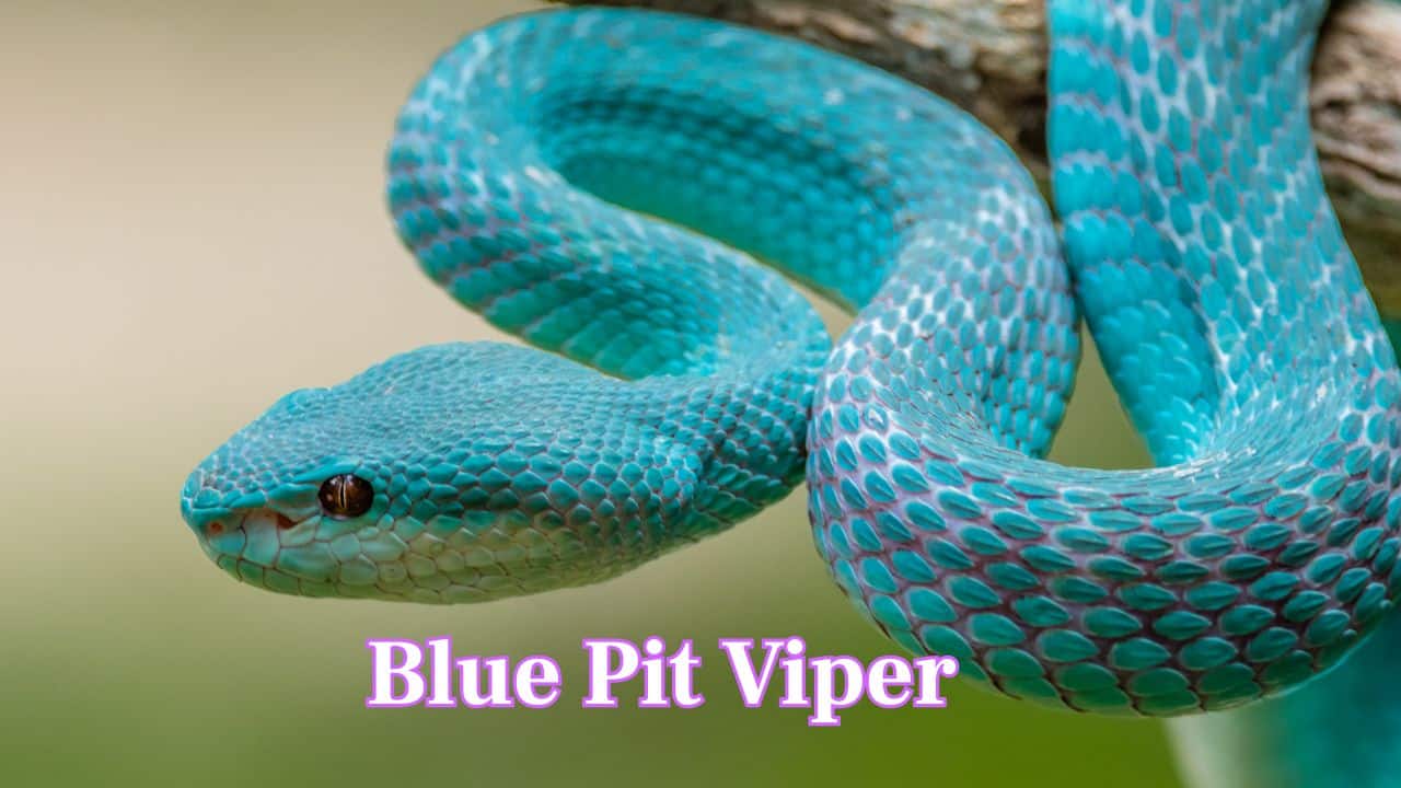 Blue Pit Viper: The Blue Pit Viper stuns with its vibrant turquoise-blue scales and piercing eyes. Found in Southeast Asia, this venomous arboreal snake blends beauty with danger, often coiling elegantly on branches. (Image: Canva) Blue Pit Viper: The Blue Pit Viper stuns with its vibrant turquoise-blue scales and piercing eyes. Found in Southeast Asia, this venomous arboreal snake blends beauty with danger, often coiling elegantly on branches. (Image: Canva)