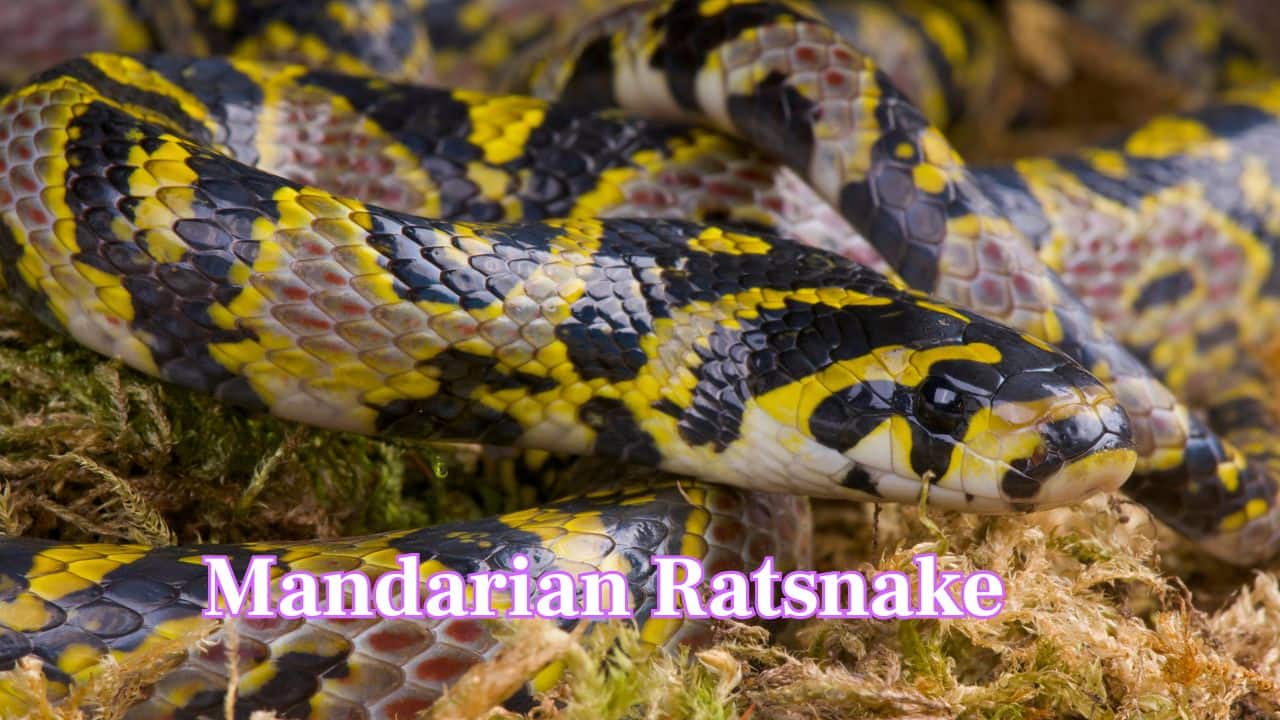 Mandarian Ratsnake: Mandarin Ratsnake is a rare jewel of Asia, marked by brilliant orange bands and bold black stripes. Nonvenomous and shy, it thrives in mountain forests, resembling a living piece of art. (Image: Canva) Mandarian Ratsnake: Mandarin Ratsnake is a rare jewel of Asia, marked by brilliant orange bands and bold black stripes. Nonvenomous and shy, it thrives in mountain forests, resembling a living piece of art. (Image: Canva)