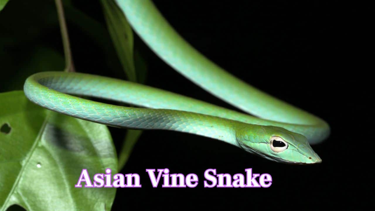Asian Vine Snake: The Asian Vine Snake is a slender, bright green serpent with a pointed snout and leaflike body. Expertly camouflaged in trees, its vivid color and piercing eyes make it both elegant and intimidating. (Image: Canva) Asian Vine Snake: The Asian Vine Snake is a slender, bright green serpent with a pointed snout and leaflike body. Expertly camouflaged in trees, its vivid color and piercing eyes make it both elegant and intimidating. (Image: Canva)