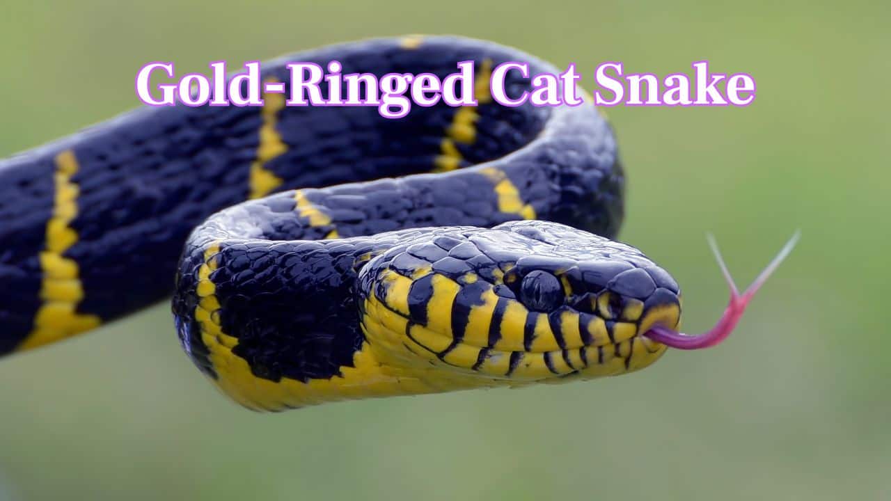 Gold-Ringed Cat Snake: This striking arboreal snake has glossy black scales marked by brilliant yellow bands. Native to Southeast Asia’s rainforests, Gold Ringed Cat Snakes are mildly venomous, agile and are skilled nocturnal hunter. (Image: Canva) Gold-Ringed Cat Snake: This striking arboreal snake has glossy black scales marked by brilliant yellow bands. Native to Southeast Asia’s rainforests, Gold Ringed Cat Snakes are mildly venomous, agile and are skilled nocturnal hunter. (Image: Canva)