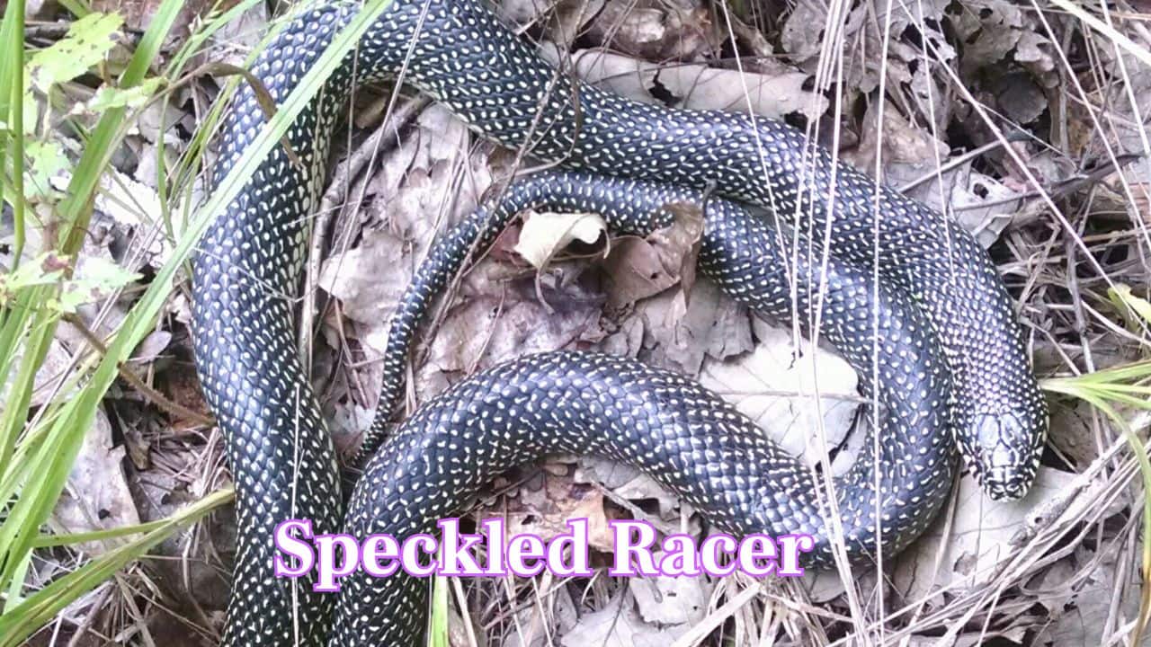 Speckled Racer: The Speckled Racer is a swift nonvenomous snake of Central America. This has black body sprinkled with turquoise, green, and blue spots, creating a glittering, jewel-like shimmer as it darts through forests. (Image: Canva) Speckled Racer: The Speckled Racer is a swift nonvenomous snake of Central America. This has black body sprinkled with turquoise, green, and blue spots, creating a glittering, jewel-like shimmer as it darts through forests. (Image: Canva)