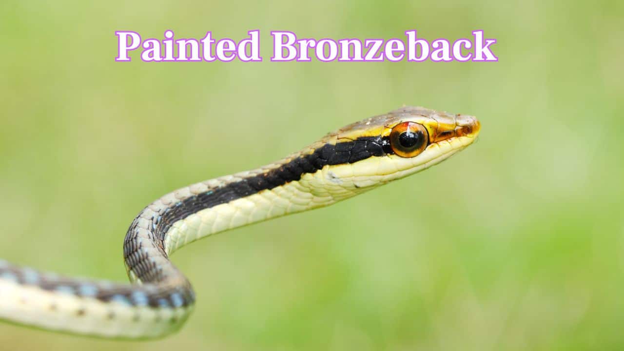 Painted Bronzeback: This snake is a slender, tree-dwelling snake found across Southeast Asia. It has a metallic bronze stripe going from the head down the body. The rest of the upper body is black, while the belly is off-white. (Image: Canva) Painted Bronzeback: This snake is a slender, tree-dwelling snake found across Southeast Asia. It has a metallic bronze stripe going from the head down the body. The rest of the upper body is black, while the belly is off-white. (Image: Canva)
