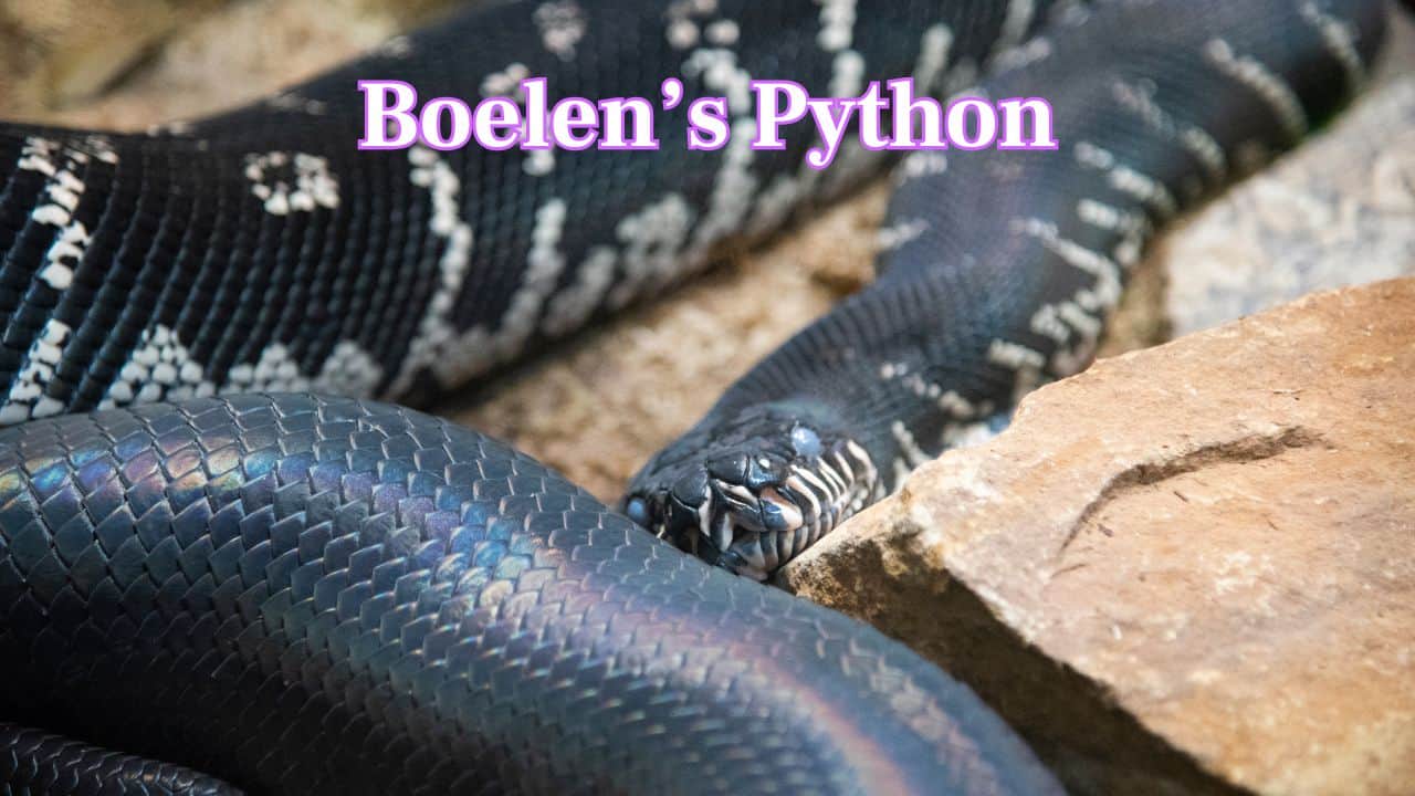 Boelen’s Python: Found in New Guinea’s cool highlands, Boelen's Python is prized for its rarity and beauty. Its jet-black body glimmers with shifting hues of blue, purple, and gold under sunlight. (Image: Canva) Boelen’s Python: Found in New Guinea’s cool highlands, Boelen's Python is prized for its rarity and beauty. Its jet-black body glimmers with shifting hues of blue, purple, and gold under sunlight. (Image: Canva)