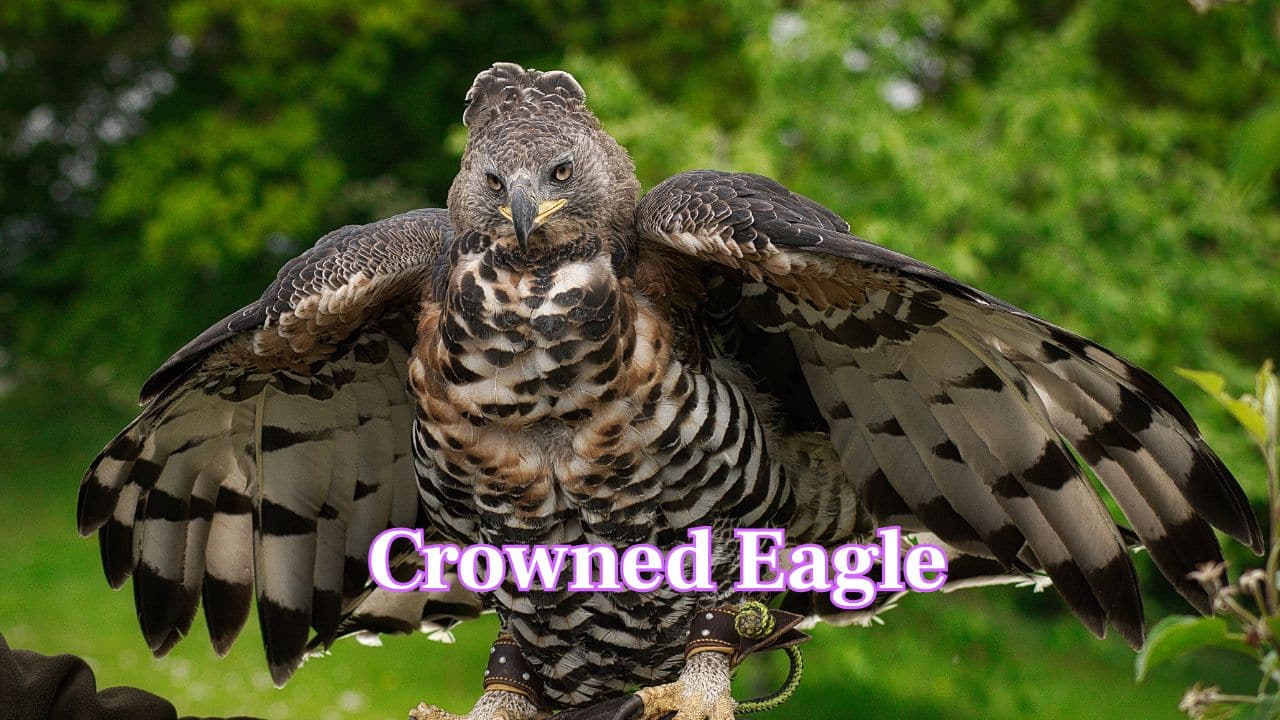 Crowned Eagle: Africa’s “leopard of the sky,” Crowned eagle have a 6.5-foot wingspan. Stocky and strong, it can take down prey heavier than itself. (Image: Canva)
