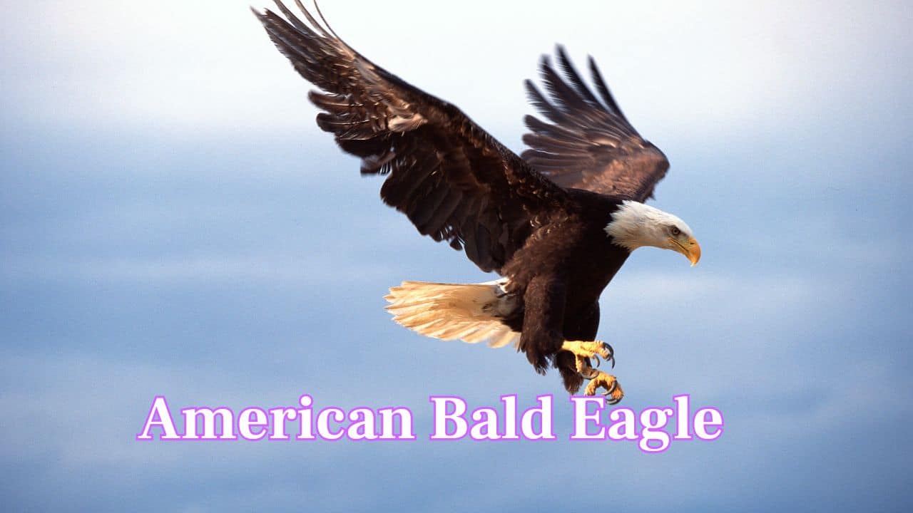 American Bald Eagle: With wingspans up to 8 feet, American Bald Eagle is famous for its white head, powerful build, and fishing mastery. (Image: Canva)
