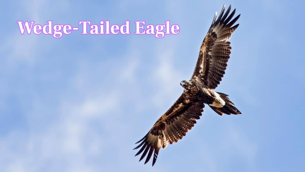 Wedge-Tailed Eagle: Australia’s biggest raptor, Wedge tailed eagle's wingspans can exceed 9 feet. Long tails and soaring skills let it dominate open skies and deserts. (Image: Canva)