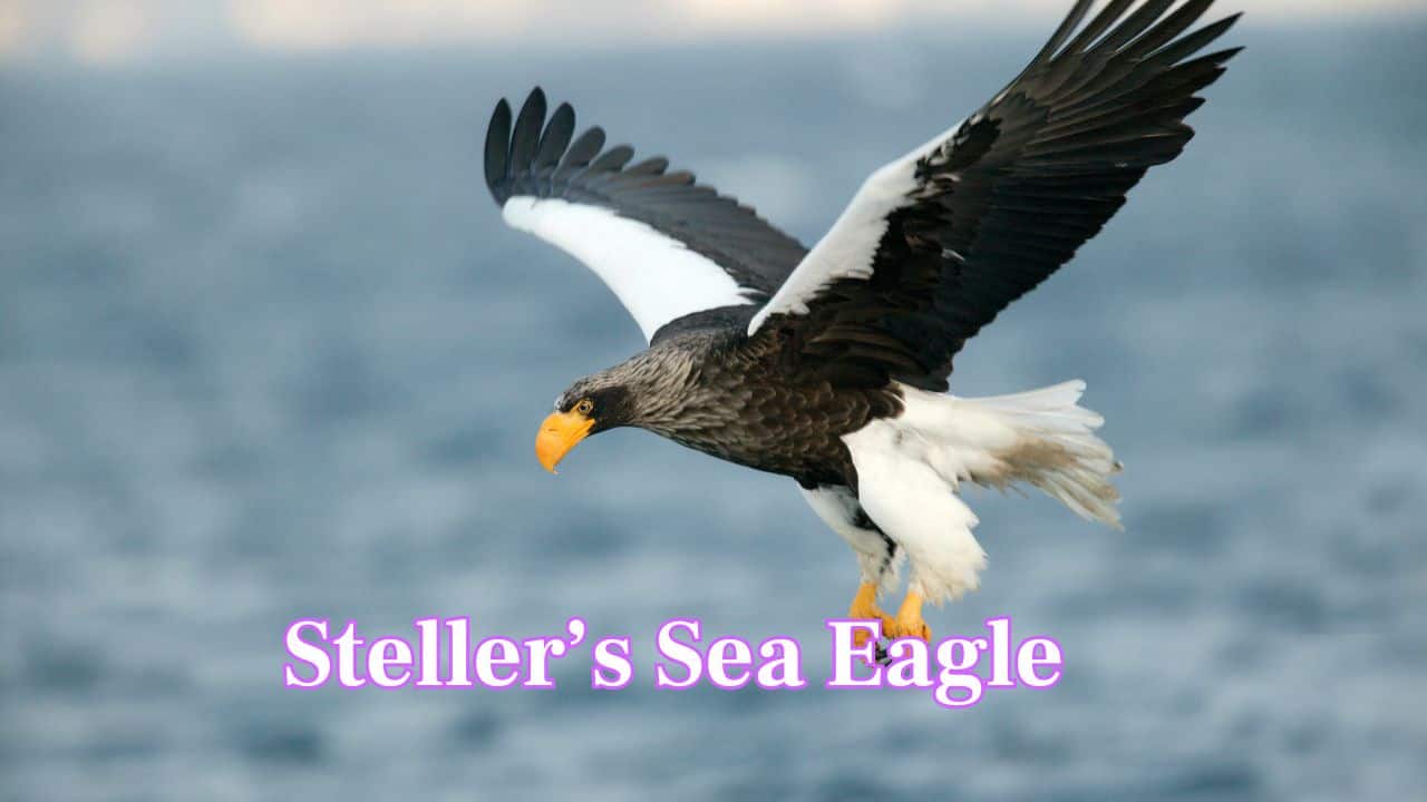 Steller’s Sea Eagle: This giant eagle from Russia and Japan can reach an 8-foot wingspan. Its massive yellow beak and striking black-and-white plumage make it unmistakable. (Image: Canva)