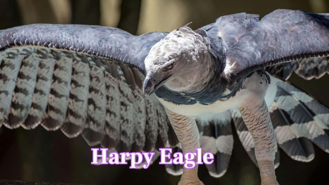 Harpy Eagle: With a wingspan up to 7.5 feet, Harpy Eagle is one of the strongest eagles. They use huge talons to hunt monkeys and sloths in tropical forests. (Image: Canva)