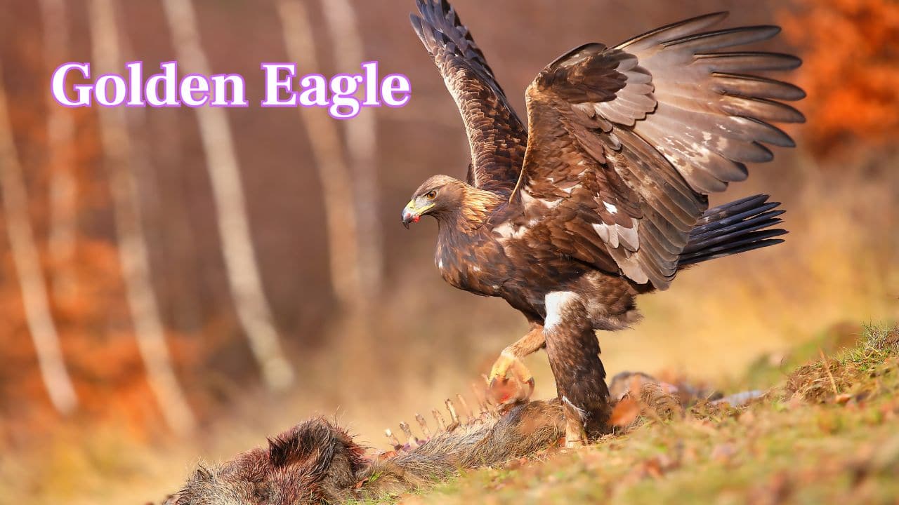 Golden Eagle: North America’s largest bird of prey can reach up to 7.5-foot wingspans. Its speed, agility, and golden-tinted feathers make it both majestic and feared. (Image: Canva)