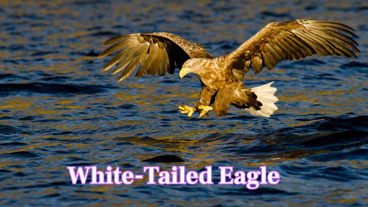 White-Tailed Eagle: Europe’s largest eagle, White tailed have wings spanning of 7.5–8 feet. Its broad wings and wedge-shaped tail make it a master glider over coasts and rivers. (Image: Canva)