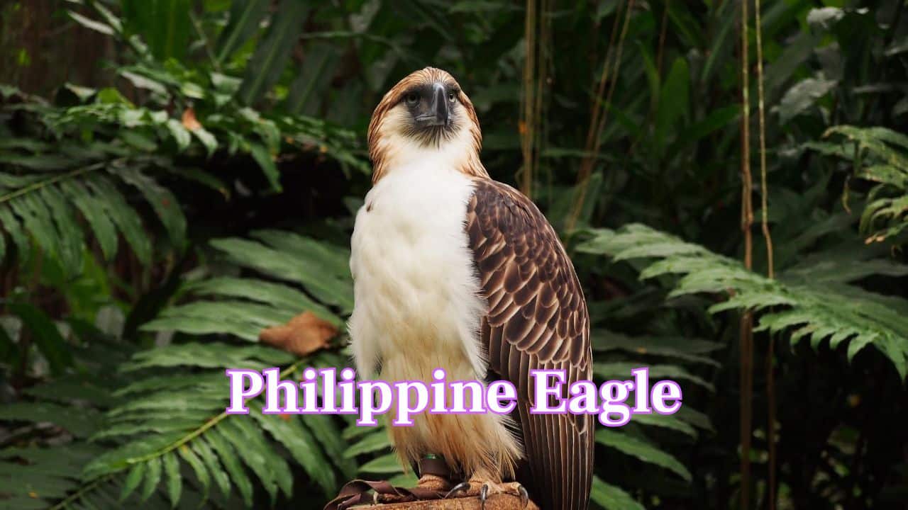 Philippine Eagle: With a wingspan over 7 feet, this eagle is critically endangered raptor. It is the Philippines’ national bird, known for its long crest feathers and powerful hunting skills. (Image: Canva)