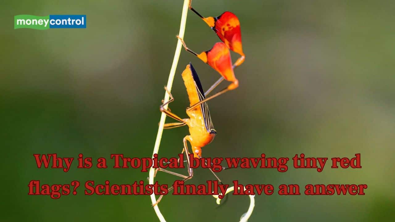 AI Generated Newscast About Tropical Bug SHOCKS Scientists: The Truth Behind the Red Flag!