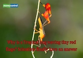 Why is a tropical bug waving tiny red flags? Scientists finally have an answer