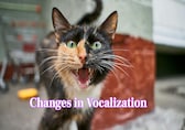 8 signs that tells your cat is depressed