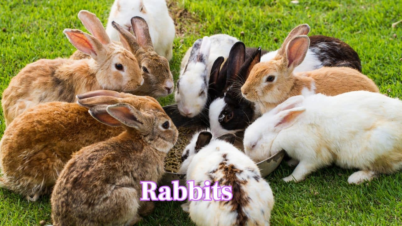 Rabbits: Soft, gentle, and adorable, rabbits are popular pets. Their playful hops, quiet companionship, and cuddly nature make them especially loved by children and families. (Image: Canva) Rabbits: Soft, gentle, and adorable, rabbits are popular pets. Their playful hops, quiet companionship, and cuddly nature make them especially loved by children and families. (Image: Canva)