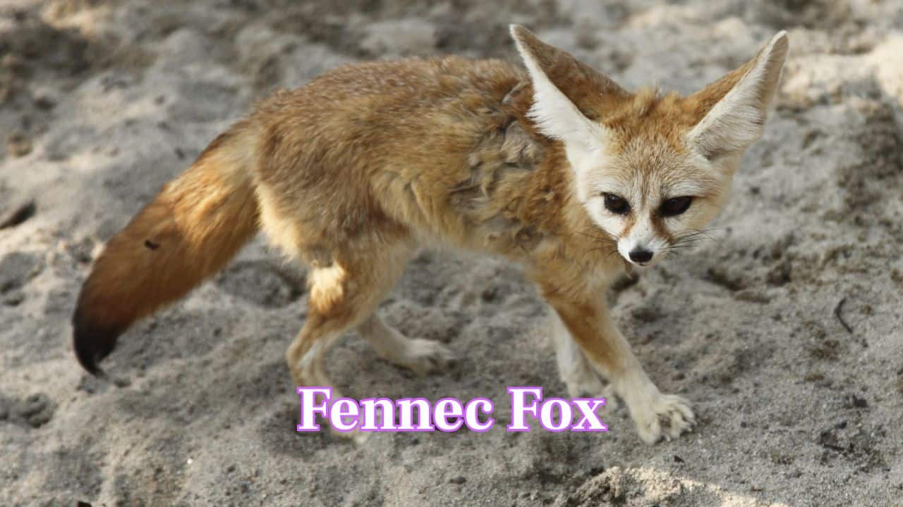 Fennec Fox: The Fennec Fox, with its oversized ears and petite frame, is adored for its adorable looks. Native to deserts of North Africa, it survives heat with big ears that also charm humans. (Image: Canva) Fennec Fox: The Fennec Fox, with its oversized ears and petite frame, is adored for its adorable looks. Native to deserts of North Africa, it survives heat with big ears that also charm humans. (Image: Canva)