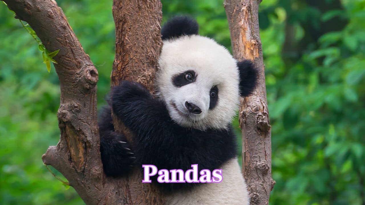 Pandas: With their black-and-white fur and playful behavior, pandas melt hearts worldwide. Their gentle, clumsy charm and endangered status make them a global symbol of conservation and love. (Image: Canva) Pandas: With their black-and-white fur and playful behavior, pandas melt hearts worldwide. Their gentle, clumsy charm and endangered status make them a global symbol of conservation and love. (Image: Canva)