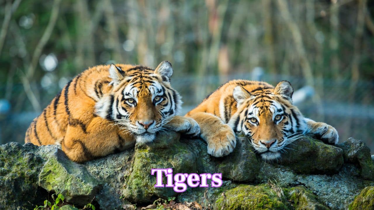 Tigers: Strikingly beautiful and powerful, tigers inspire awe and admiration. Despite being endangered, their strength, grace, and iconic stripes make them one of the world’s most loved animals. (Image: Canva) Tigers: Strikingly beautiful and powerful, tigers inspire awe and admiration. Despite being endangered, their strength, grace, and iconic stripes make them one of the world’s most loved animals. (Image: Canva)