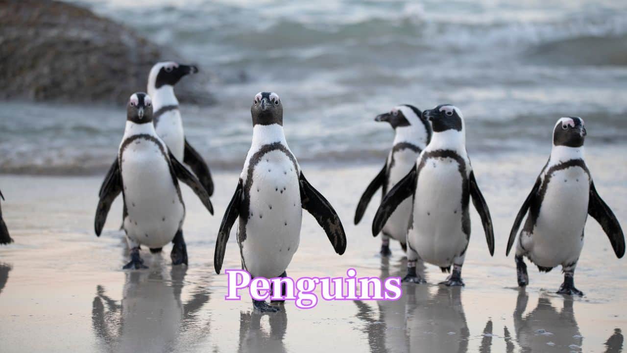 Penguins: Charming and sociable, penguins delight people with their waddling walk and strong family bonds. Their resilience in harsh environments makes them both lovable and inspiring. (Image: Canva) Penguins: Charming and sociable, penguins delight people with their waddling walk and strong family bonds. Their resilience in harsh environments makes them both lovable and inspiring. (Image: Canva)