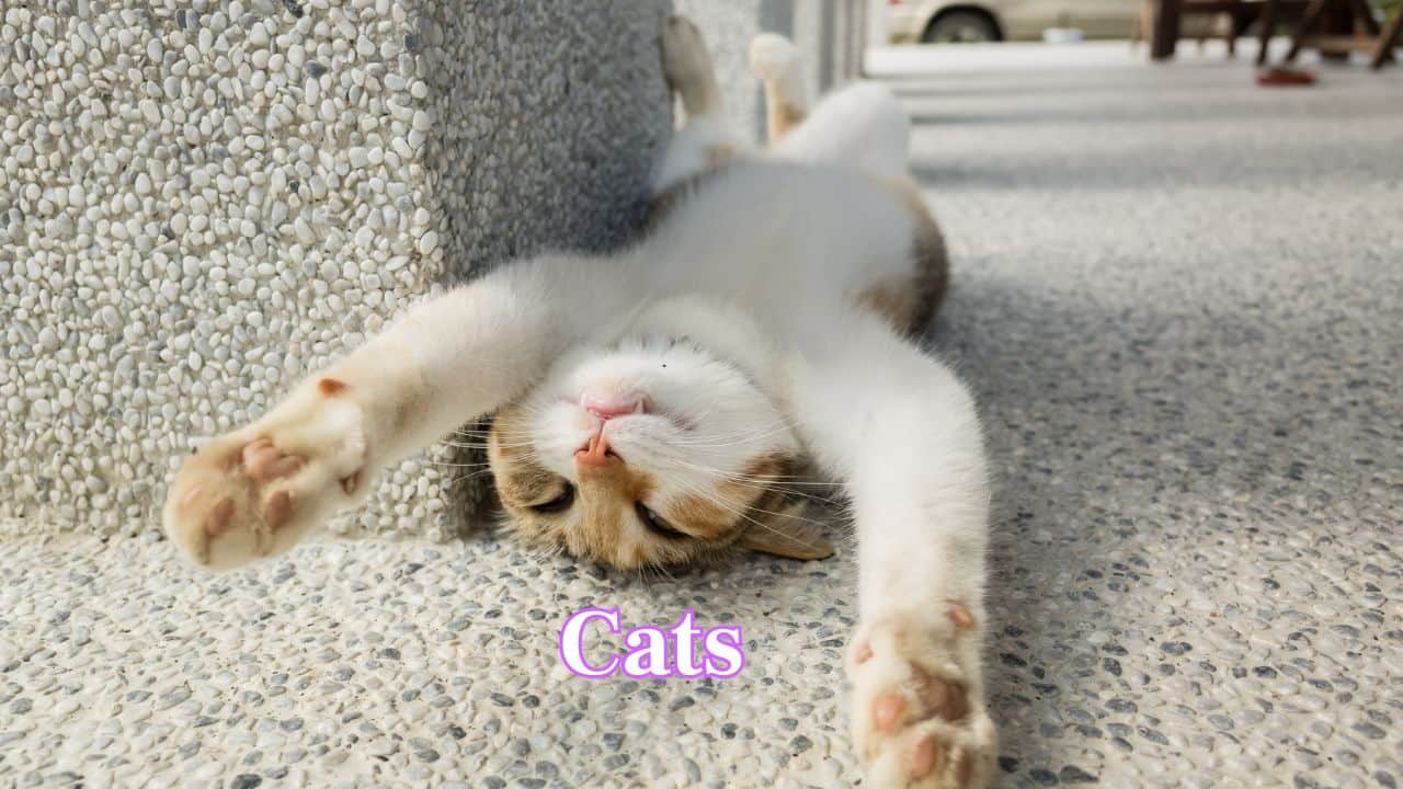 Cats: Cats captivate people with their mysterious charm. Known for companionship, playfulness, and soothing purrs, they are adored worldwide as loving, low-maintenance pets. (Image: Canva) Cats: Cats captivate people with their mysterious charm. Known for companionship, playfulness, and soothing purrs, they are adored worldwide as loving, low-maintenance pets. (Image: Canva)