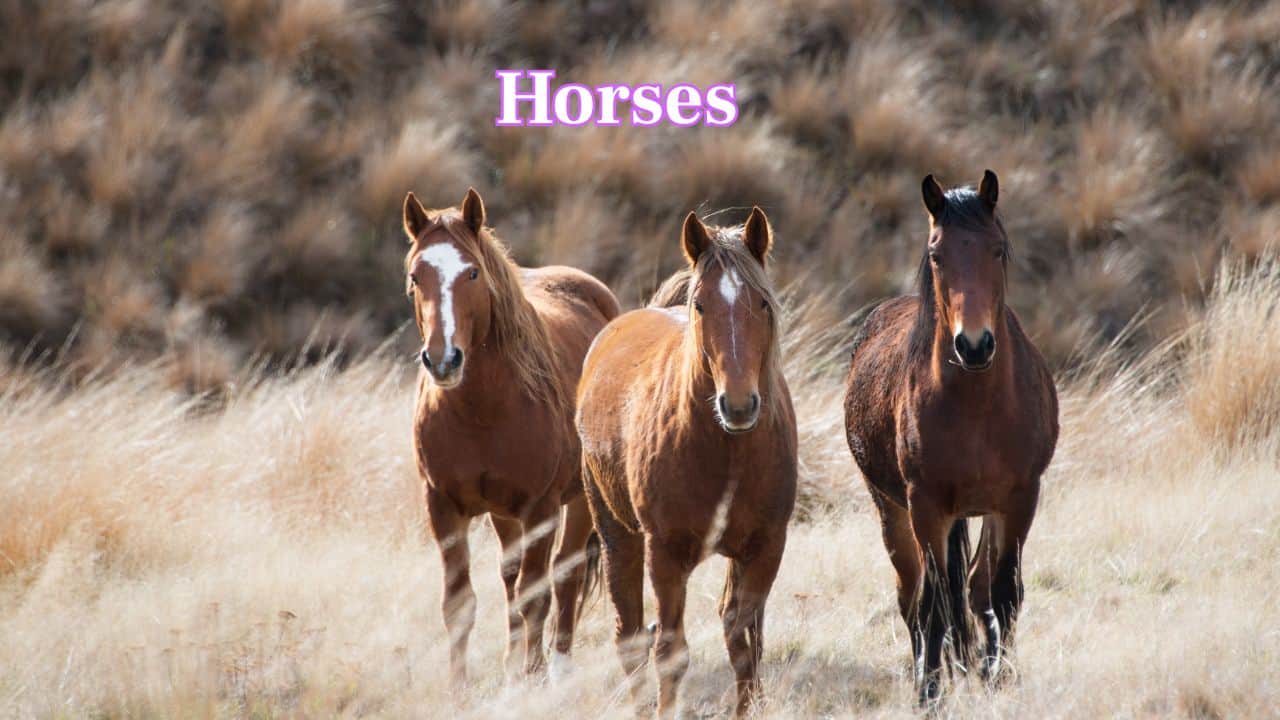 Horses: Horses symbolise freedom and partnership. Loved for their beauty, loyalty, and history alongside humans, they inspire admiration in both working roles and sport. (Image: Canva) Horses: Horses symbolise freedom and partnership. Loved for their beauty, loyalty, and history alongside humans, they inspire admiration in both working roles and sport. (Image: Canva)