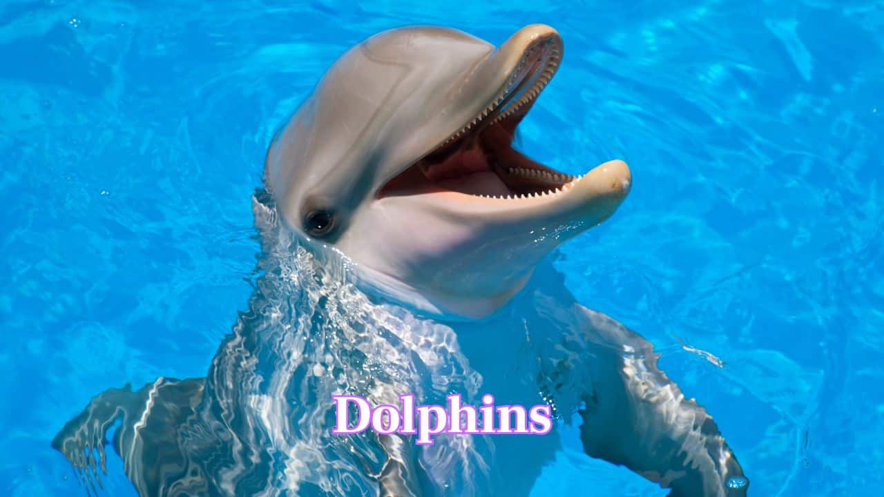 Dolphins: Dolphins are admired for their acrobatics and social skills. Their ability to connect with humans makes them one of the ocean’s most loved creatures. (Image: Canva) Dolphins: Dolphins are admired for their acrobatics and social skills. Their ability to connect with humans makes them one of the ocean’s most loved creatures. (Image: Canva)