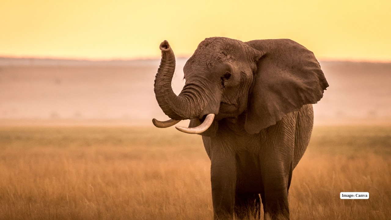 2. Amboseli National Park, Kenya Amoseli was known in the shadow of Mount Kilimanjaro, where elephants are seen in proximity. Large open plains will give the tourist an opportunity to view family herds, take pictures of the spectacular scenery and also read about conservation efforts done by the locals to save these giants. (Image: Canva)
