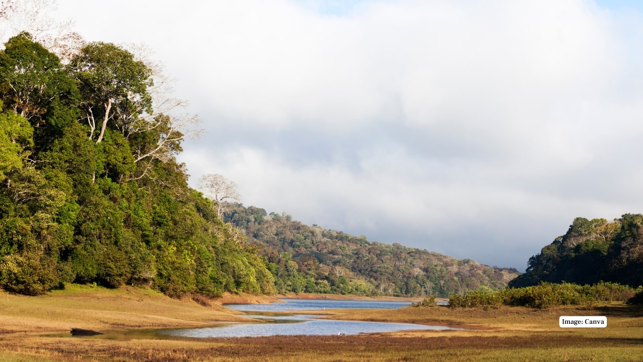 3. Periyar Wild Life Sanctuary, India The Periyar is close to a serene lake nestled in the Western Ghats of Kerala and is surrounded by a dense forest. It is one of the best places in India to view wild elephants, with elephant boat safaris, bamboo rafting trips and guided hikes. (Image: Canva)