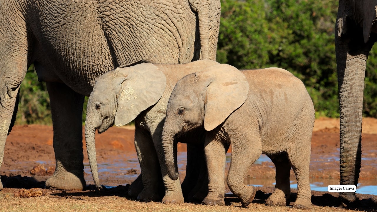 4. In South Africa, Addo Elephant National Park Whereas it was initially built to preserve only eleven elephants, Addo currently harbours hundreds. Tourists have a chance to drive through various habitats, watch the elephants drink water and visit a park that also has lions, buffalo, and rhinos. (Image: Canva)