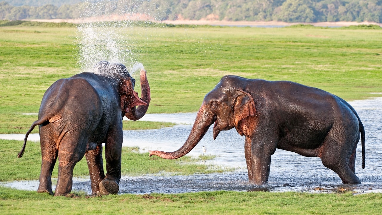 8. Minneriya National Park, Sri Lanka The Gathering is also renowned to take place in this park, where hundreds of elephants flock around the reservoir of the park during the dry season. The tourists come to see this marvellous natural assemblage around the globe. (Image: Canva)