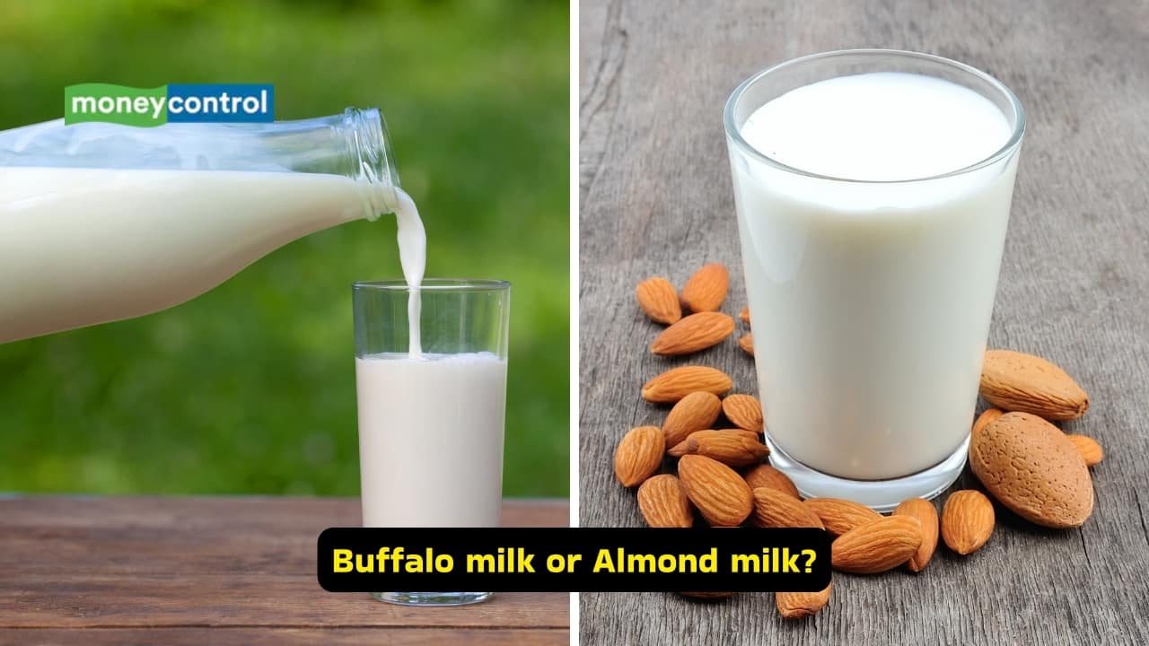 Health benefits of buffalo milk and almond milk: Rujuta Diwekar said, “Milk that goes bad if you don’t boil it on time—that’s the best kind of milk. Buffalo milk or cow milk any day (Images: Canva)