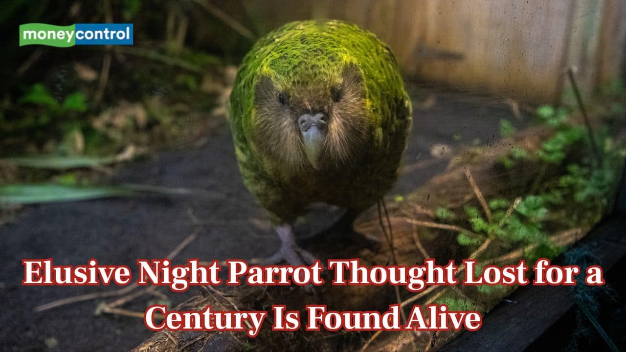 Indian researchers rediscovered a rare night parrot thought extinct for 100 years