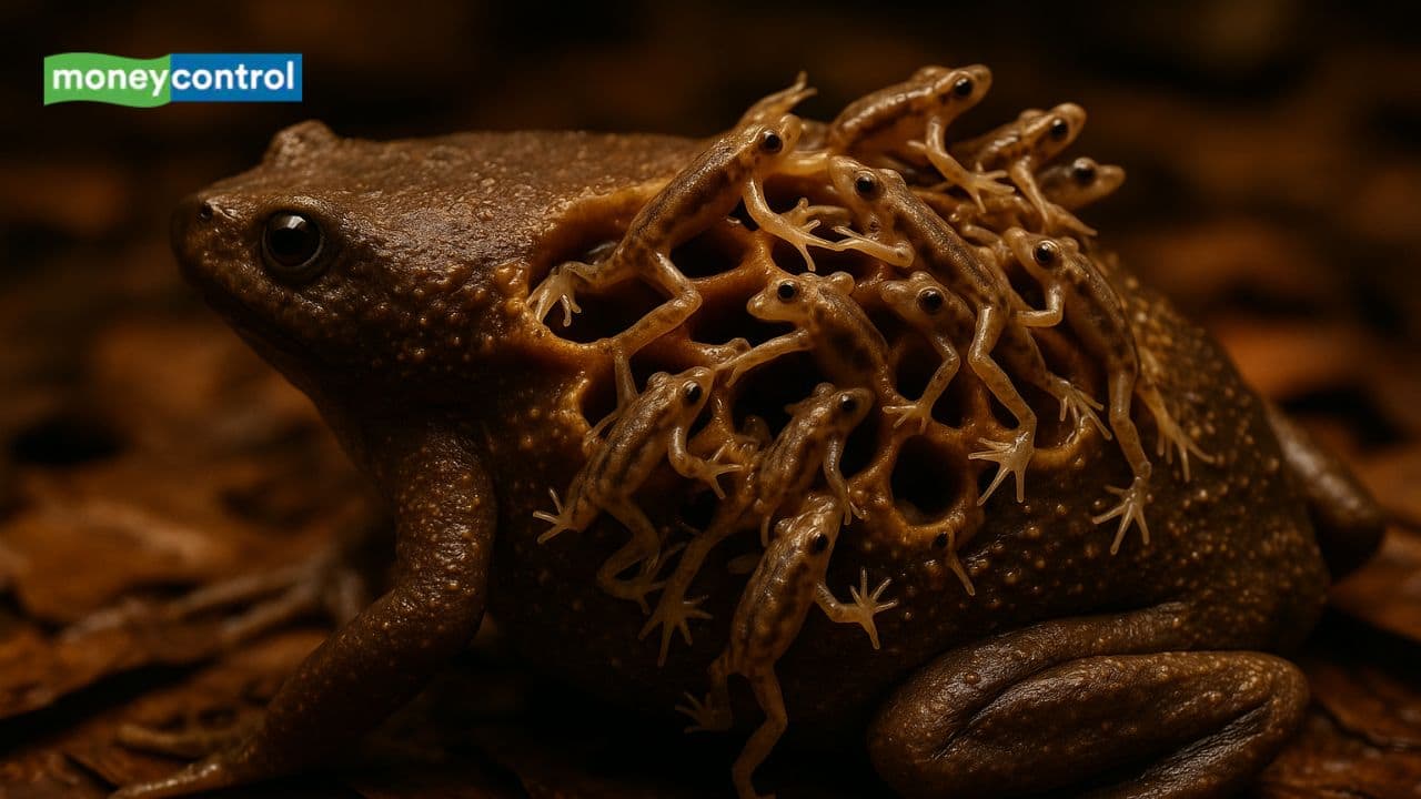 Meet the strange Surinam toad: A frog that gives birth through holes on its back like a sci-fi creature