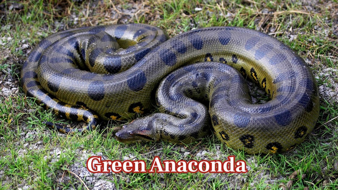Green Anaconda (Eunectes murinus): The green anaconda, a giant snake from around the world, produces live offspring. Males give birth to as many as dozens of fully developed offspring anacondas in tropical South America. (Image: Canva)