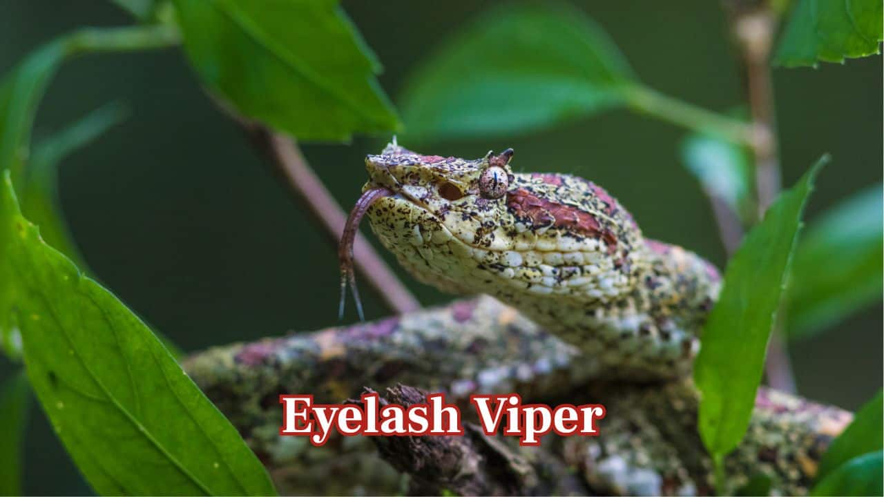Eyelash Viper (Bothriechis schlegelii): Recognised for its striking looks, the eyelash viper is a live-born snake. This venomous serpent is a small, rainforest-dwelling animal that is native to Central and South America. (Image: Canva)
