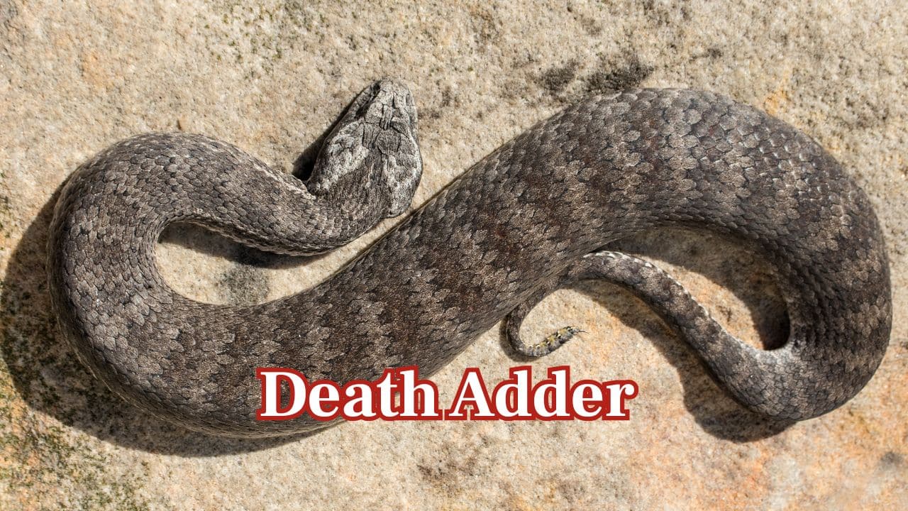 Death Adder (Acanthophis antarcticus): Australia is home to the death adder, which gives birth to live young instead of eggs. Its ambush behaviour is a perfect match for its way of giving birth. (Image: Canva)