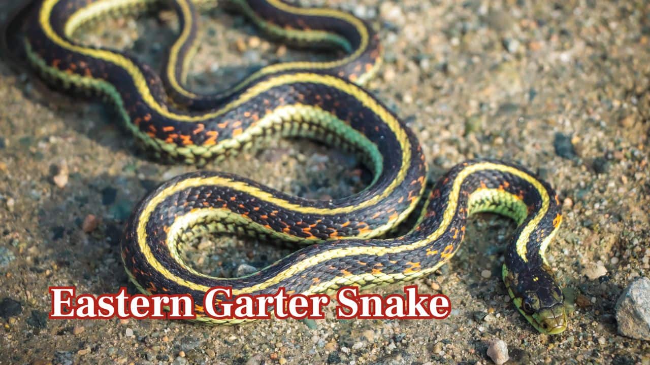 Eastern Garter Snake (Thamnophis sirtalis sirtalis): The Eastern Garter Snake is ubiquitous in North America. It reproduces via live young in grasslands and marshes, offering better survival opportunities for the young. (Image: Canva)