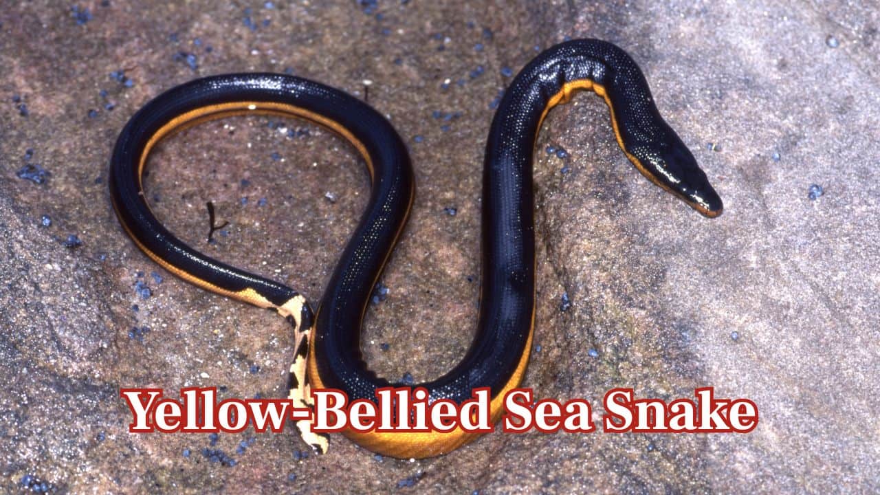 Yellow-Bellied Sea Snake (Hydrophis platurus): The Yellow-Bellied Sea Snake inhabits oceans and gives live birth. It never requires land, as babies are delivered right into the sea. (Image: Canva)