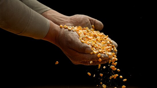 How a US corn consignment became a social media flashpoint in Bangladesh | Explained