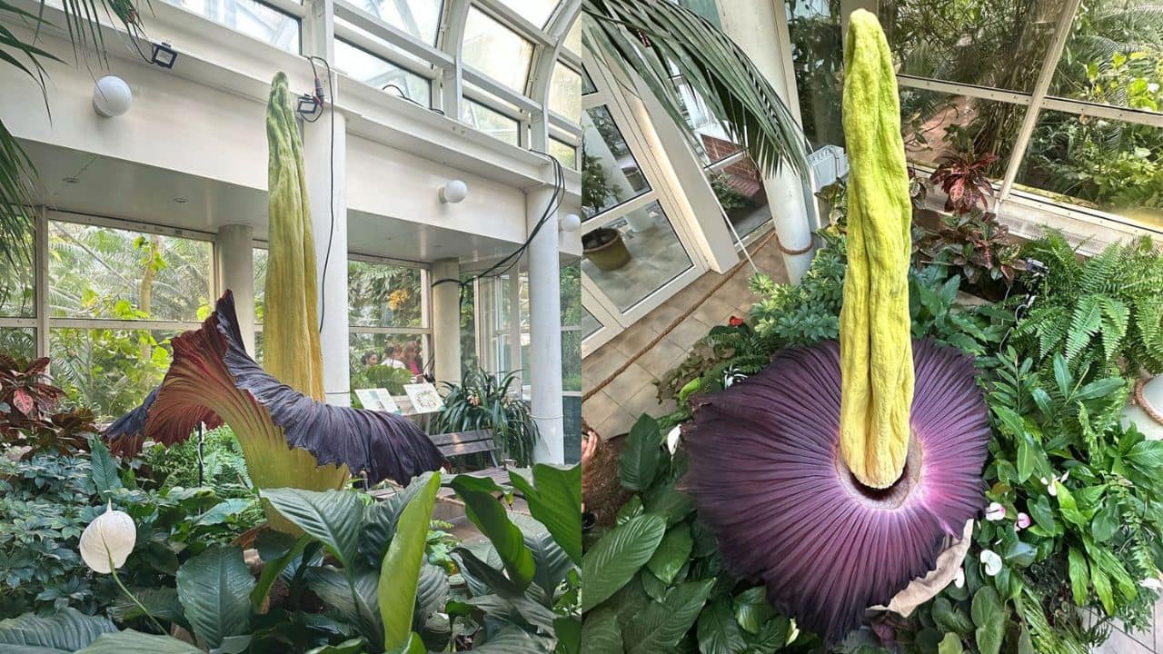 One of the World’s rarest flowers, titan arum, blooms at the University of Warsaw in Poland